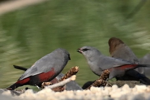 サントメアサギリチョウ - ML644563632