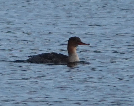 מרגון בינוני - ML644563633