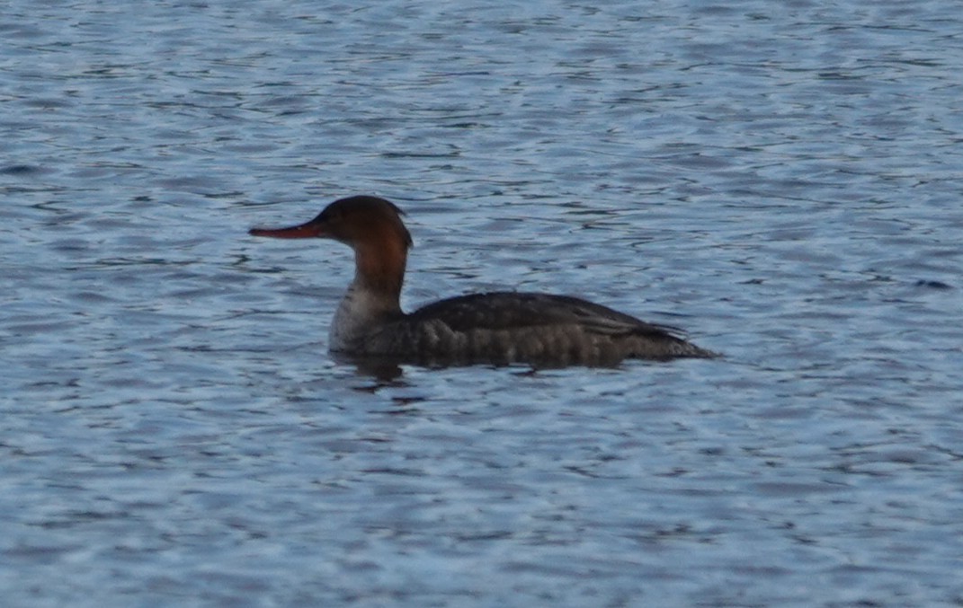 מרגון בינוני - ML644563634
