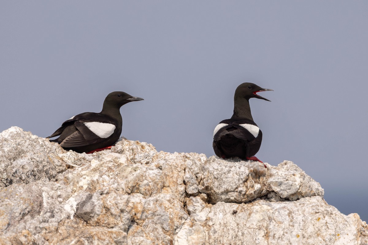 ハジロウミバト - ML644563635