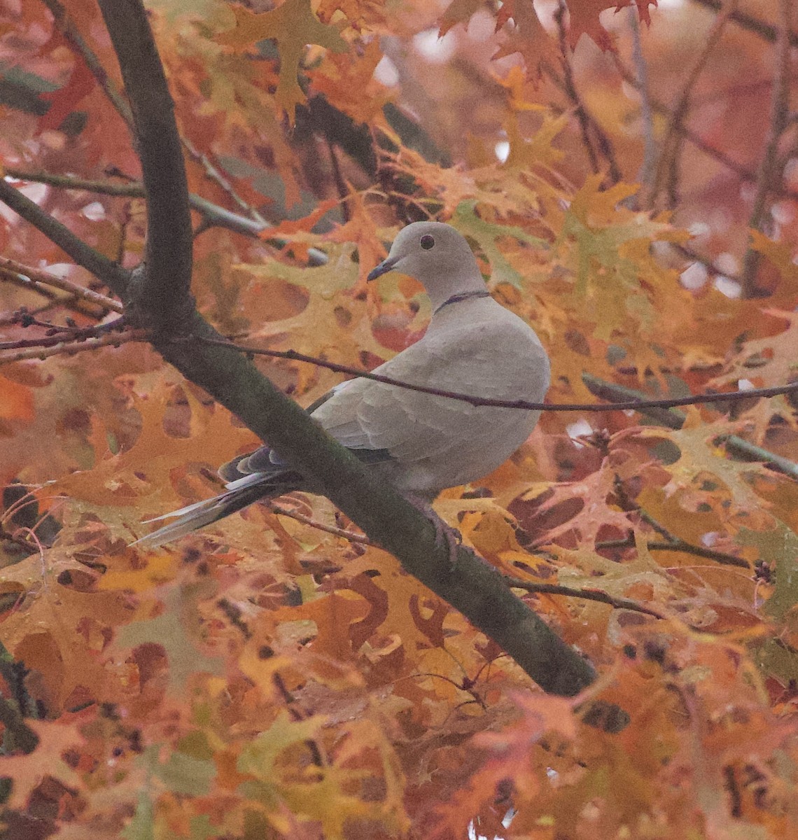 Eurasian Collared-Dove - ML644563636