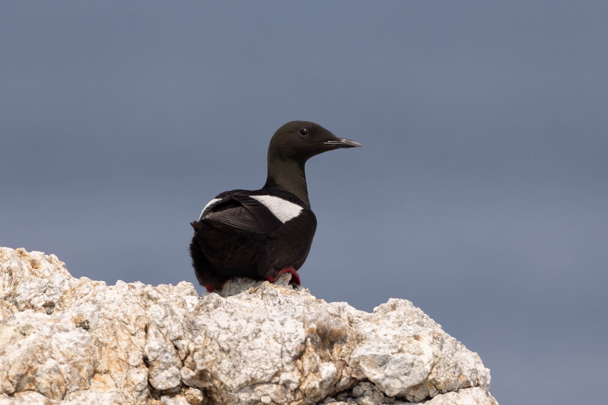 ハジロウミバト - ML644563642