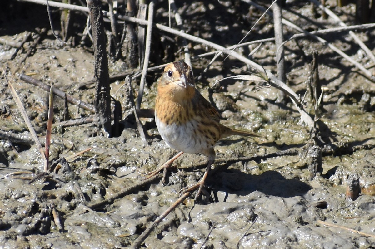 Nelsonammer - ML644563654