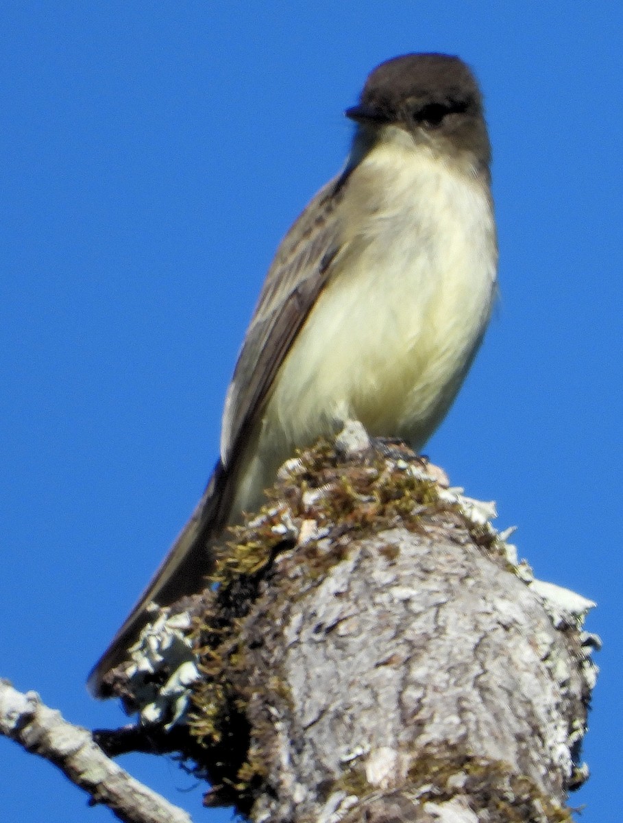 Weißbauch-Phoebetyrann - ML644563655