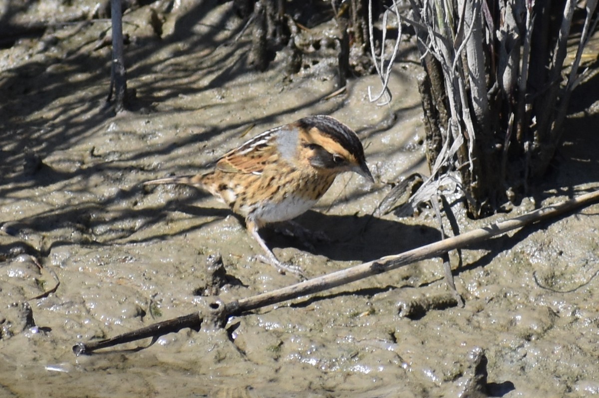 Nelsonammer - ML644563656