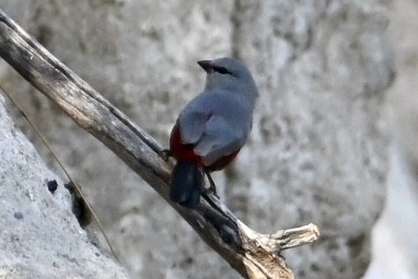 Cinderellaastrild - ML644563658