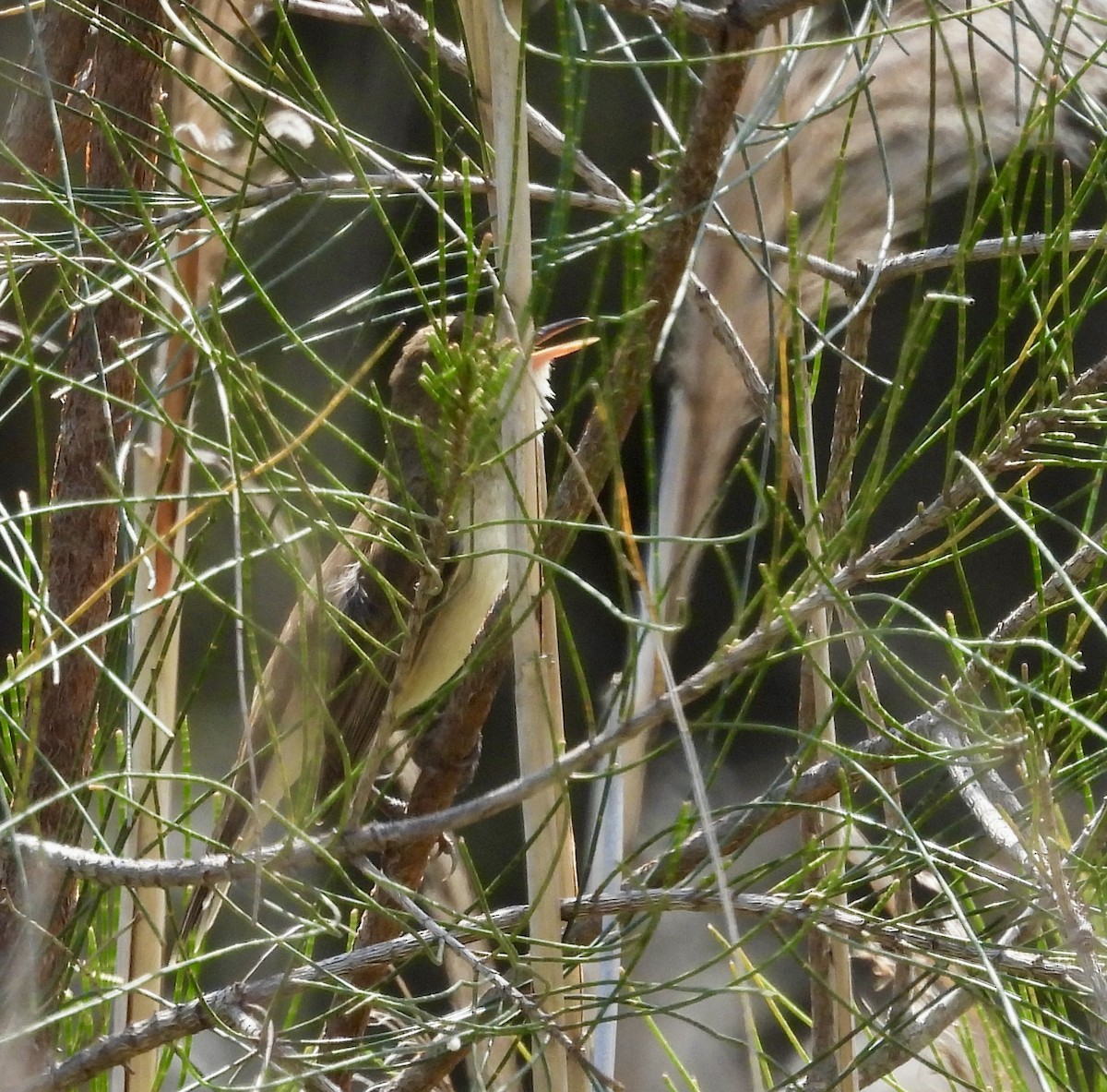 Australrohrsänger - ML644563659