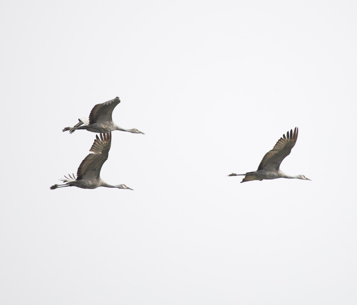 Kanadakranich - ML644563662