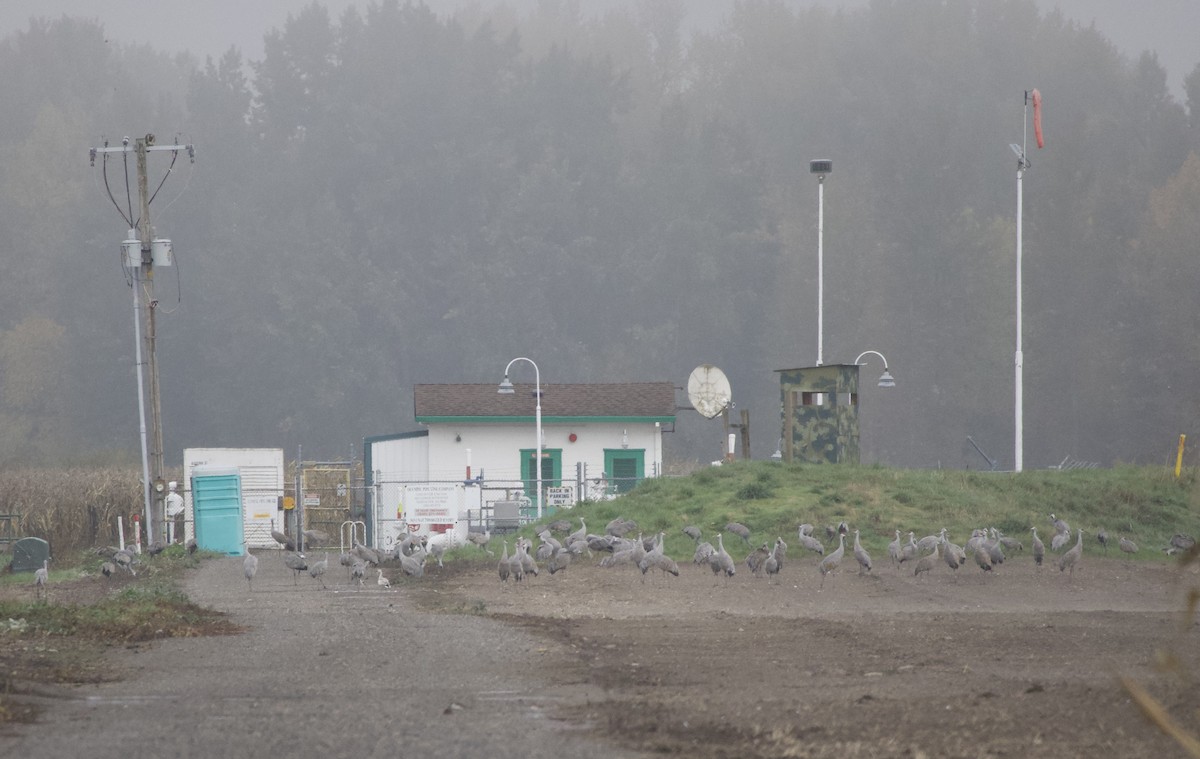 Kanadakranich - ML644563663