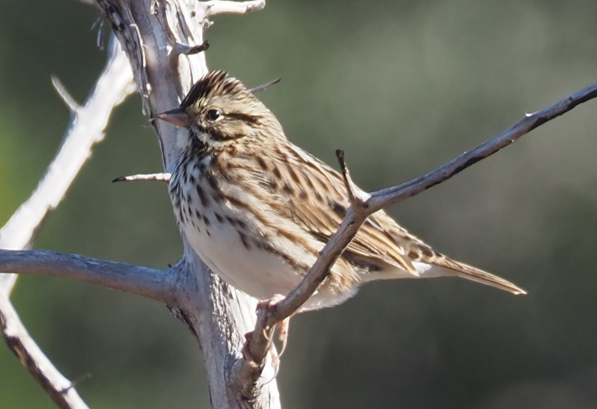 Grasammer - ML644563666