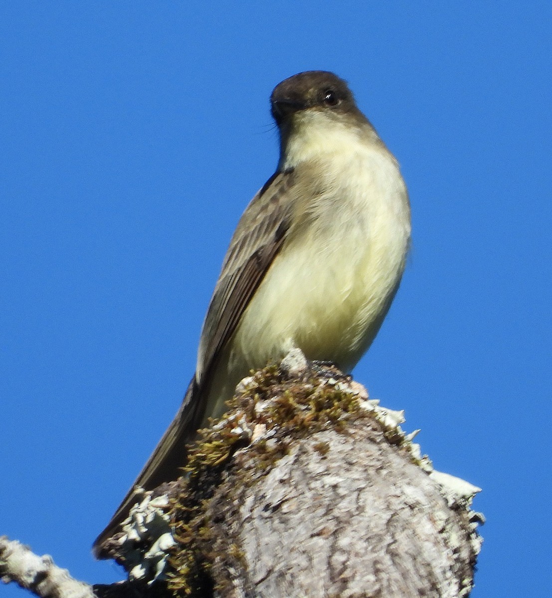 Weißbauch-Phoebetyrann - ML644563668