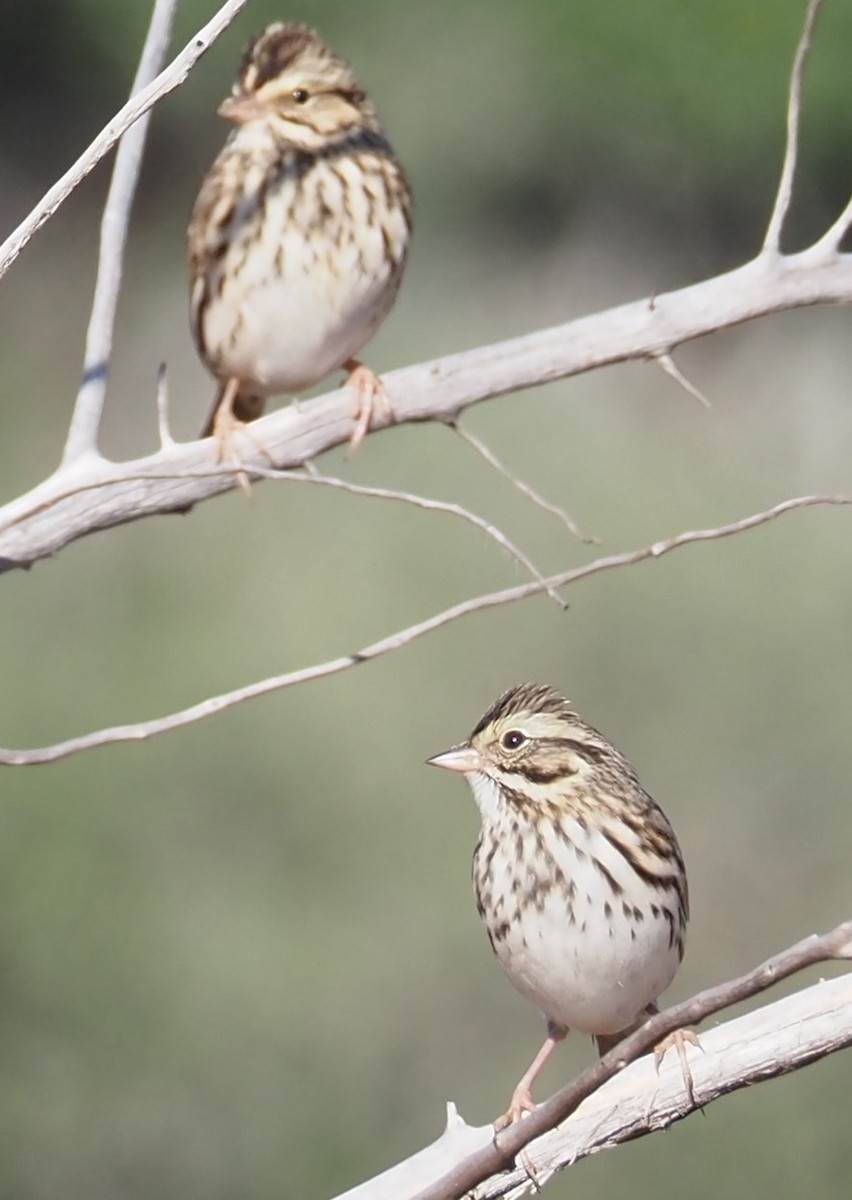 Grasammer - ML644563671