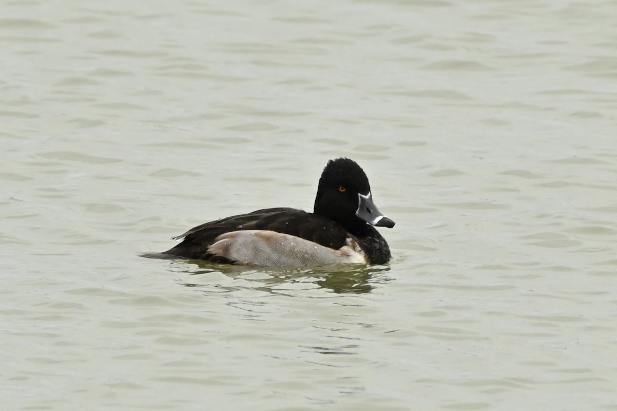 Ringschnabelente - ML644563672