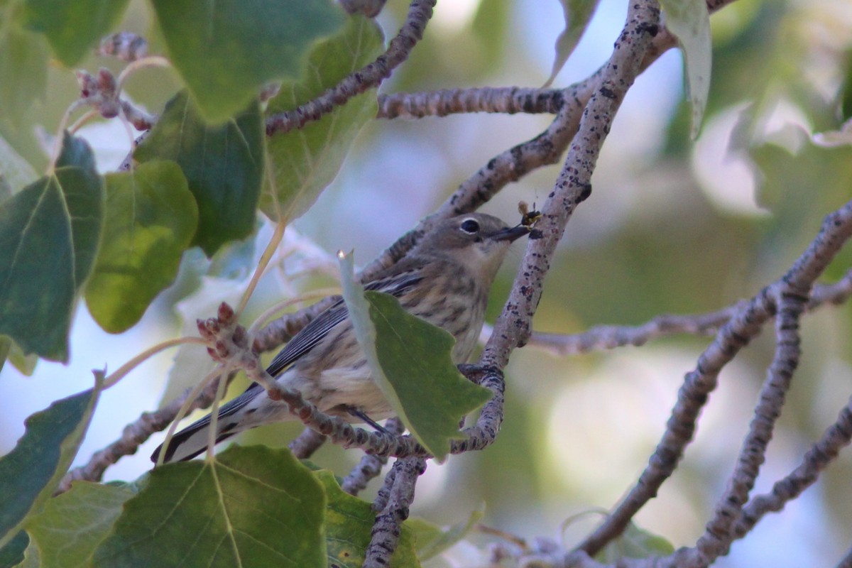 Kronenwaldsänger - ML644563673