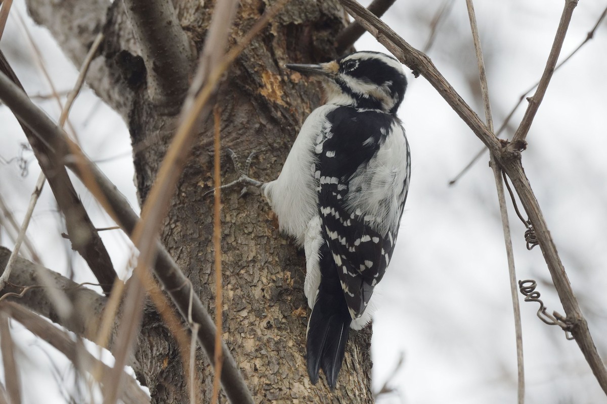 Haarspecht - ML644563676