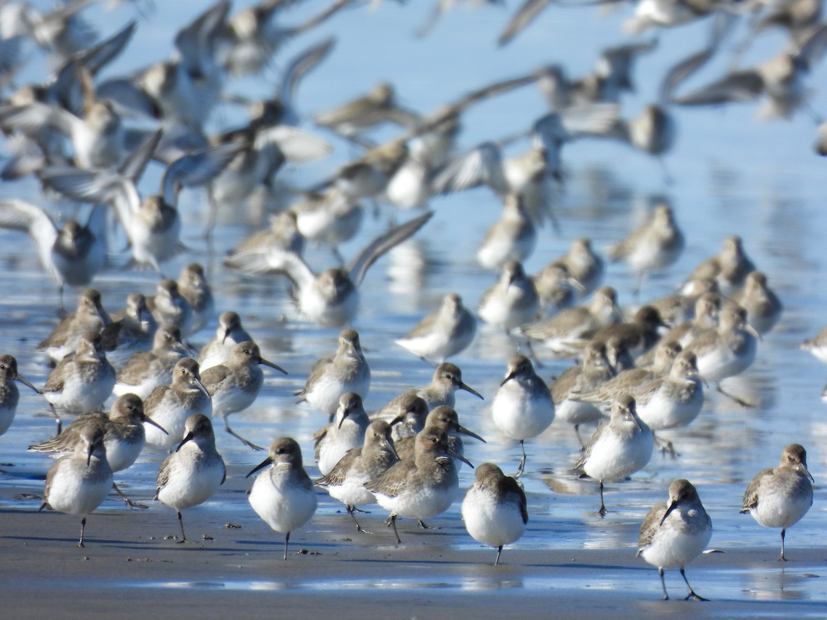 Alpenstrandläufer - ML644563682