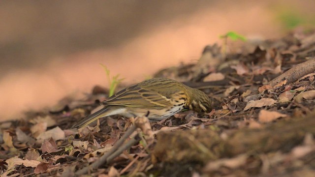 linduška olivová - ML644563693