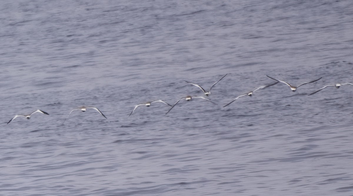 Çatal Kuyruklu Martı - ML644563698