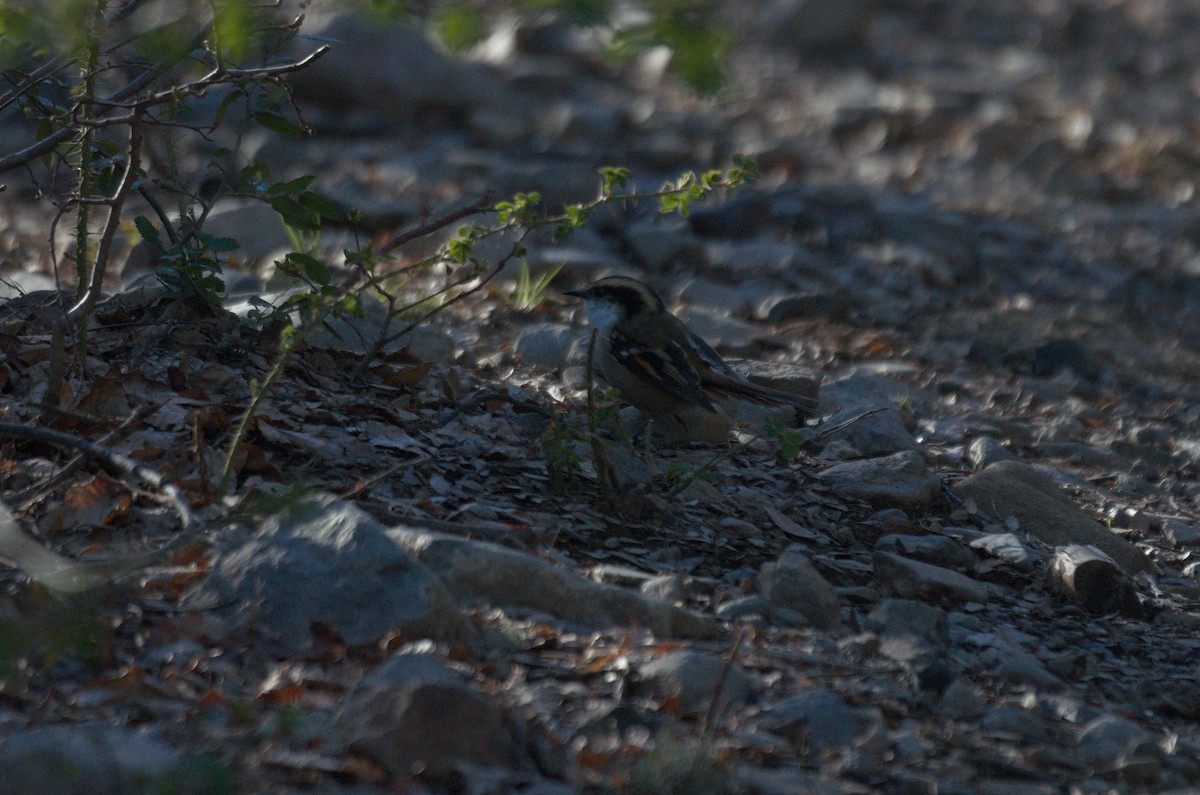 Thorn-tailed Rayadito - ML644563700