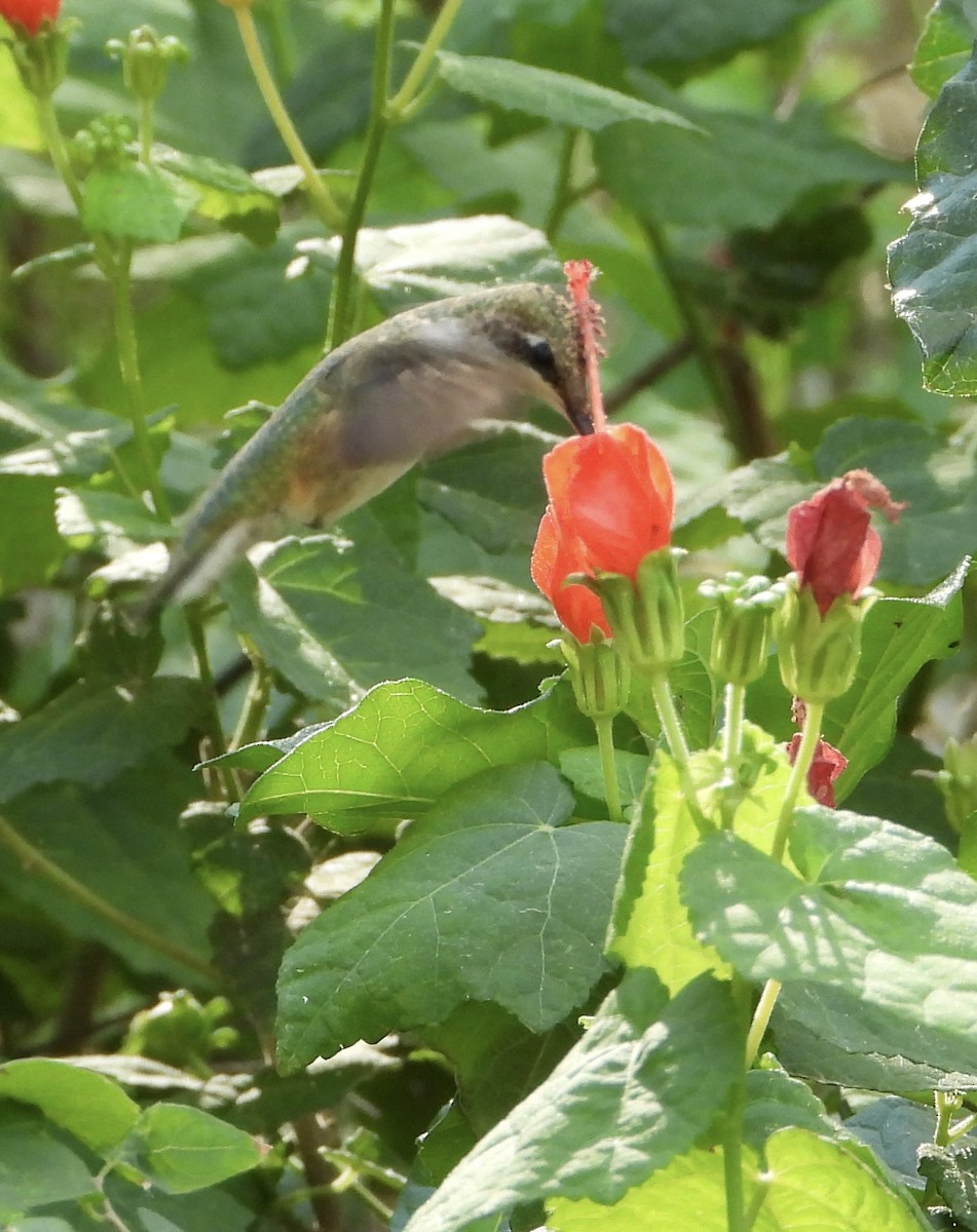 Ruby-throated Hummingbird - ML644563705