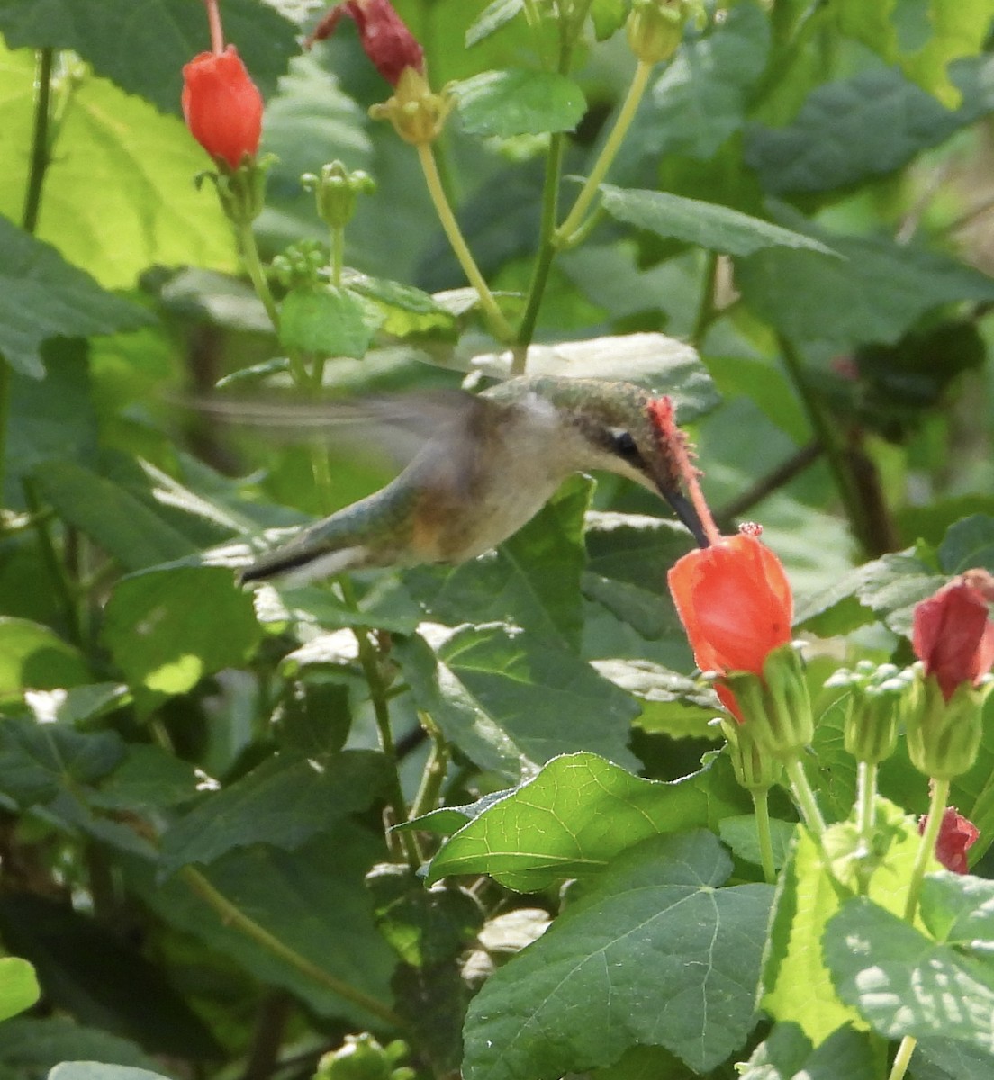 Ruby-throated Hummingbird - ML644563706