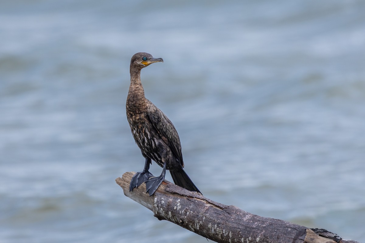 flodskarv - ML644563707