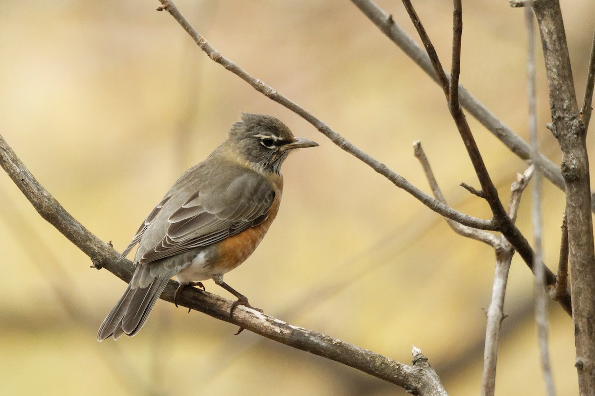 קיכלי נודד - ML644563708
