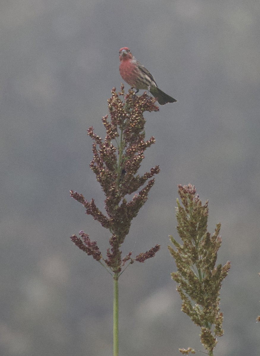 House Finch - ML644563713