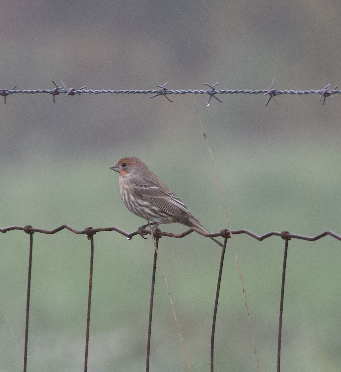 House Finch - ML644563714