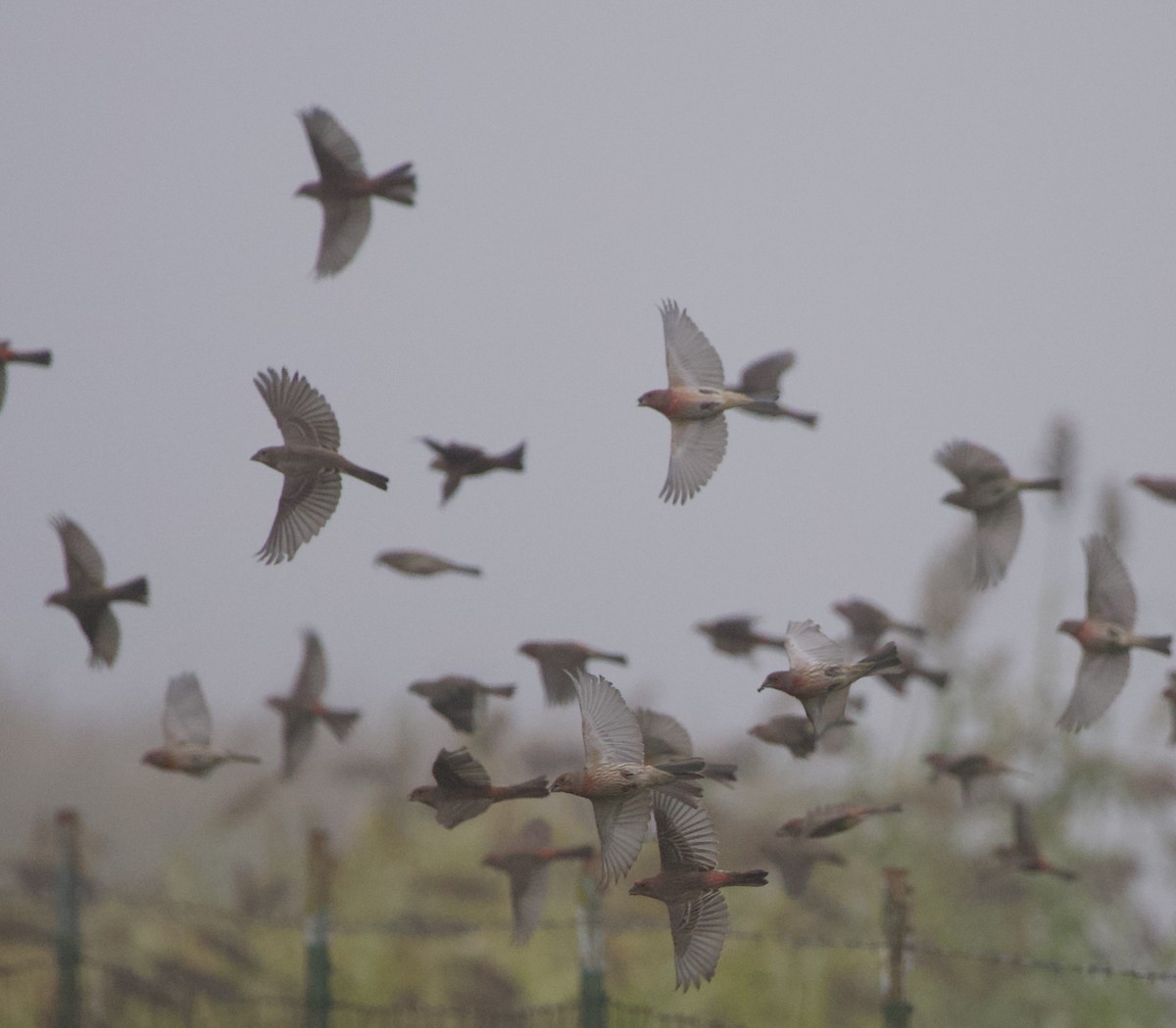 House Finch - ML644563715