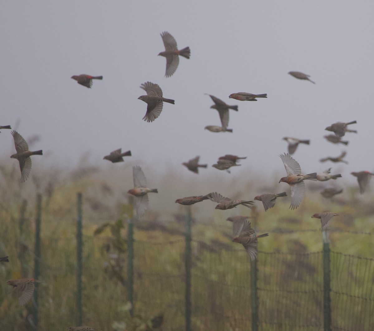 House Finch - ML644563716