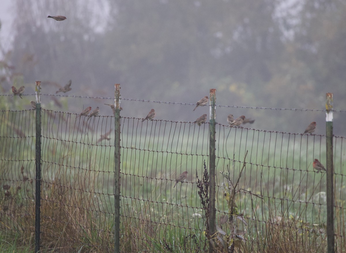 House Finch - ML644563717