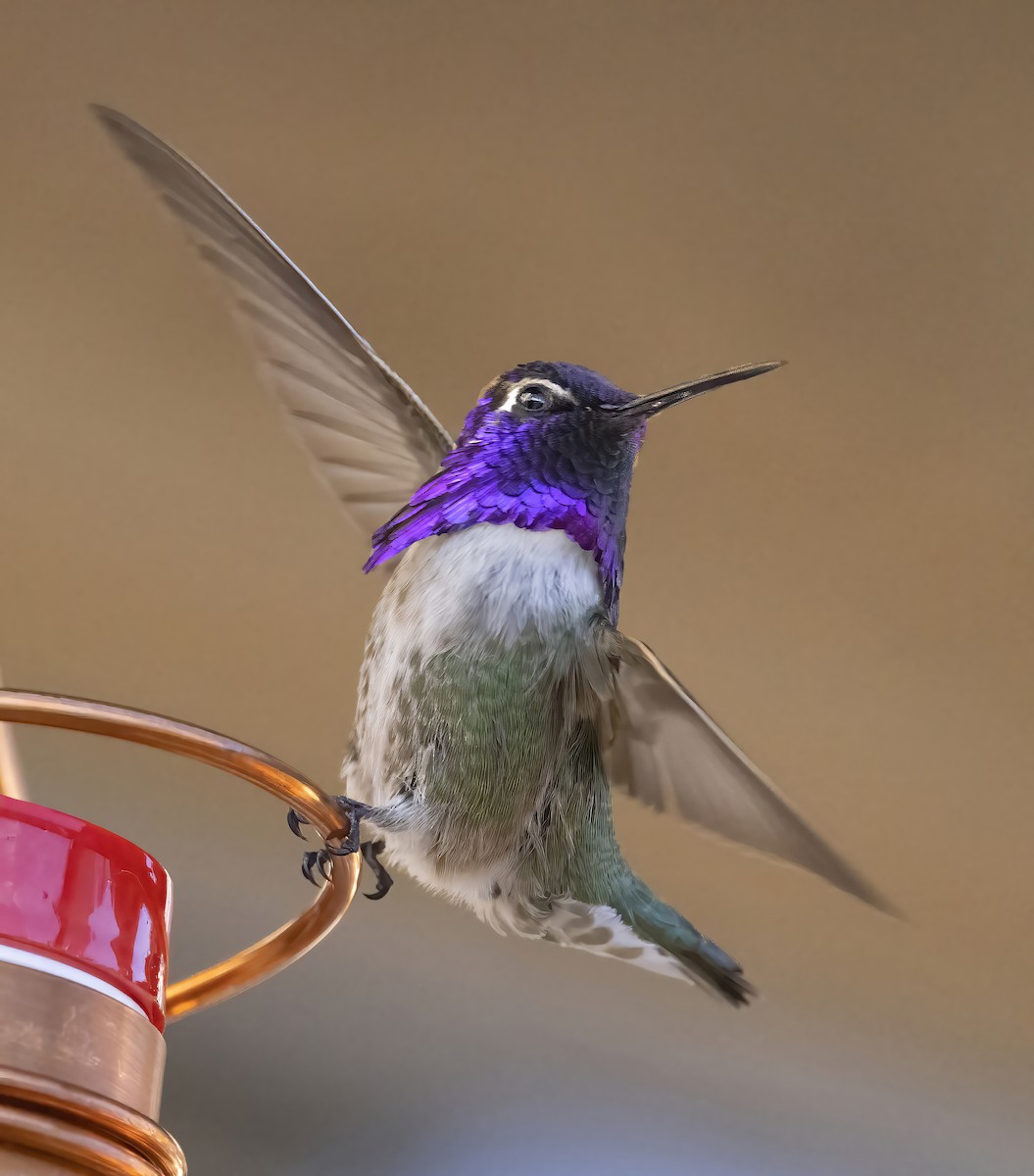 Фиалковый калипсо - ML644563720