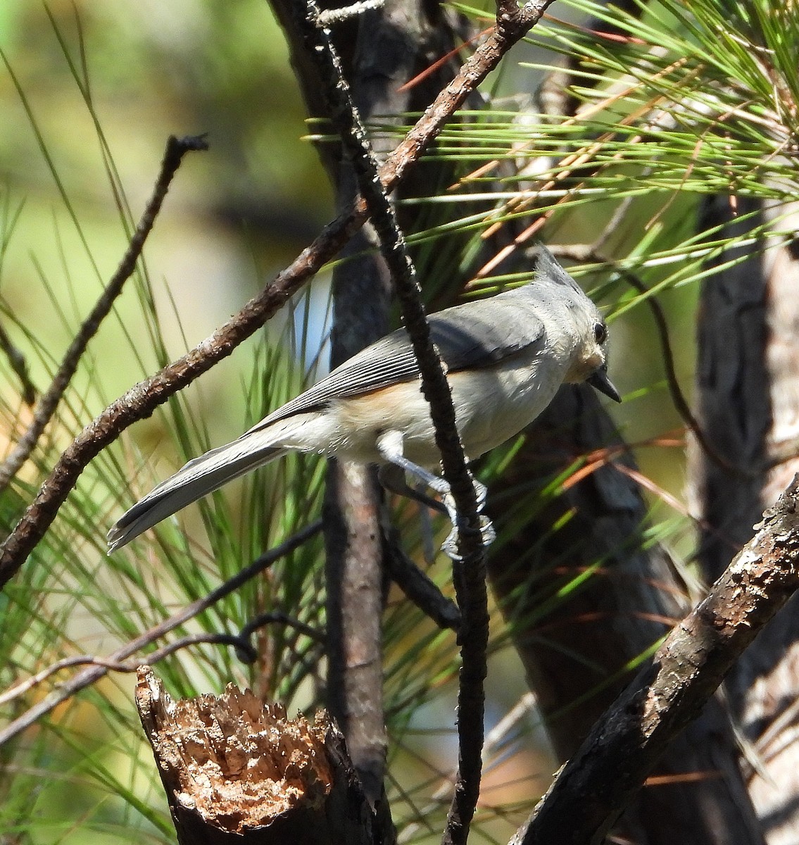 gråduskmeis - ML644563727