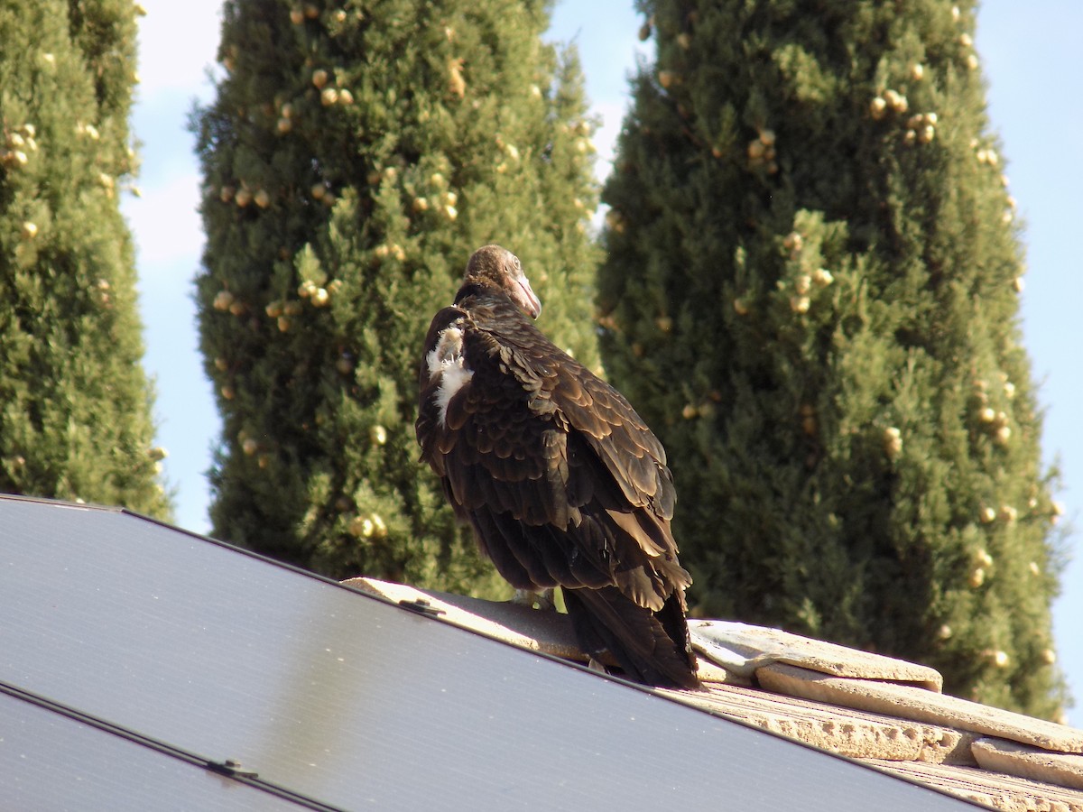 Turkey Vulture - ML644563745