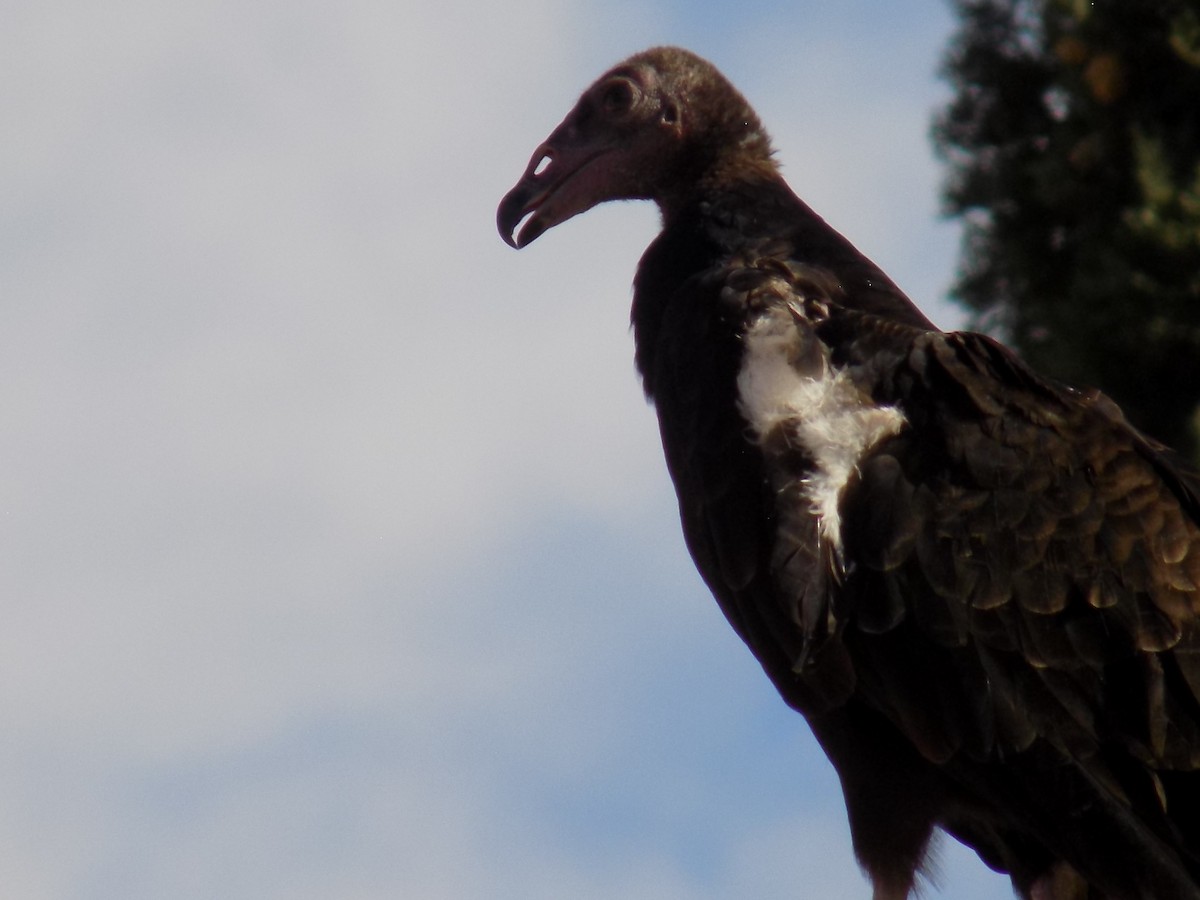 Turkey Vulture - ML644563747