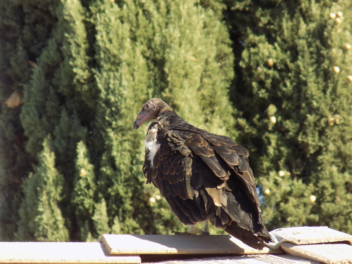 Turkey Vulture - ML644563748