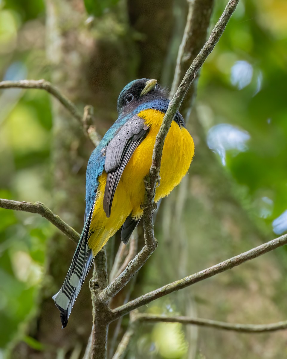 søredeltrogon - ML644563750