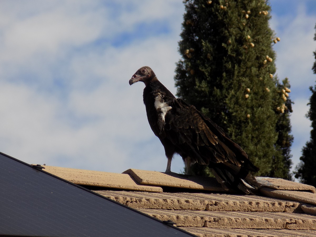 Turkey Vulture - ML644563754