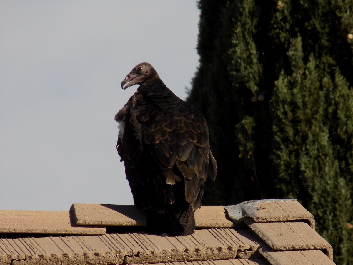 Turkey Vulture - ML644563759