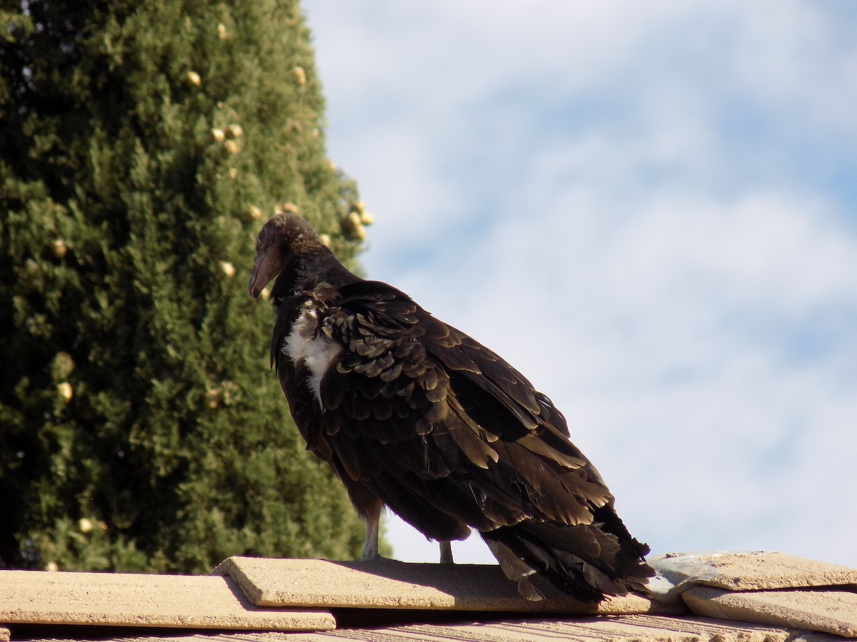 Turkey Vulture - ML644563760