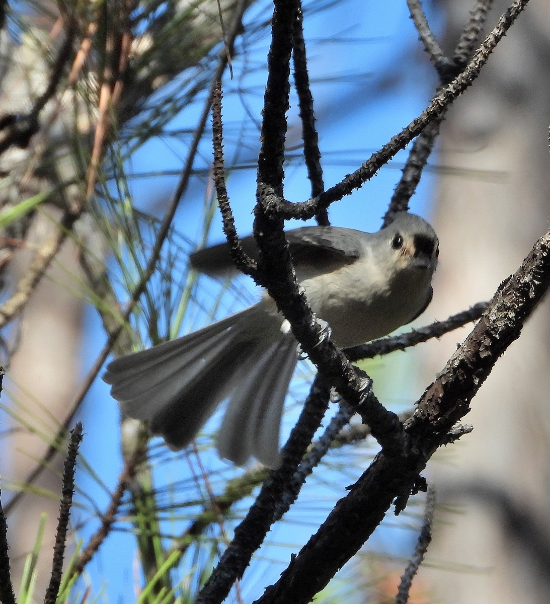 gråduskmeis - ML644563763