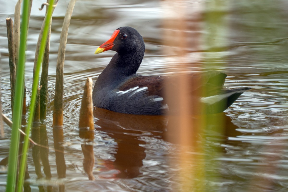 סופית אמריקנית - ML644563765