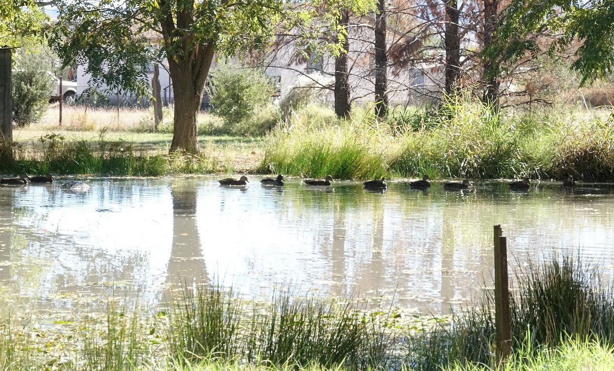 kachna mexická - ML644563770