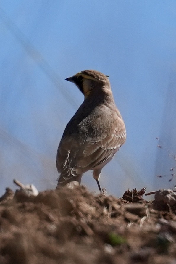 Жайворонок рогатий - ML644563775