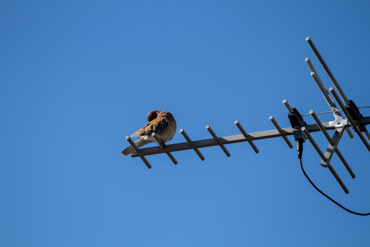 Laughing Dove - ML644563785