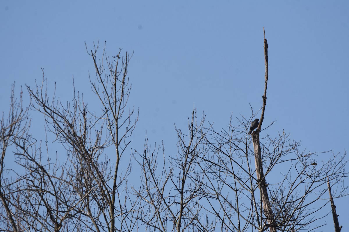 Sharp-shinned Hawk - ML644563787