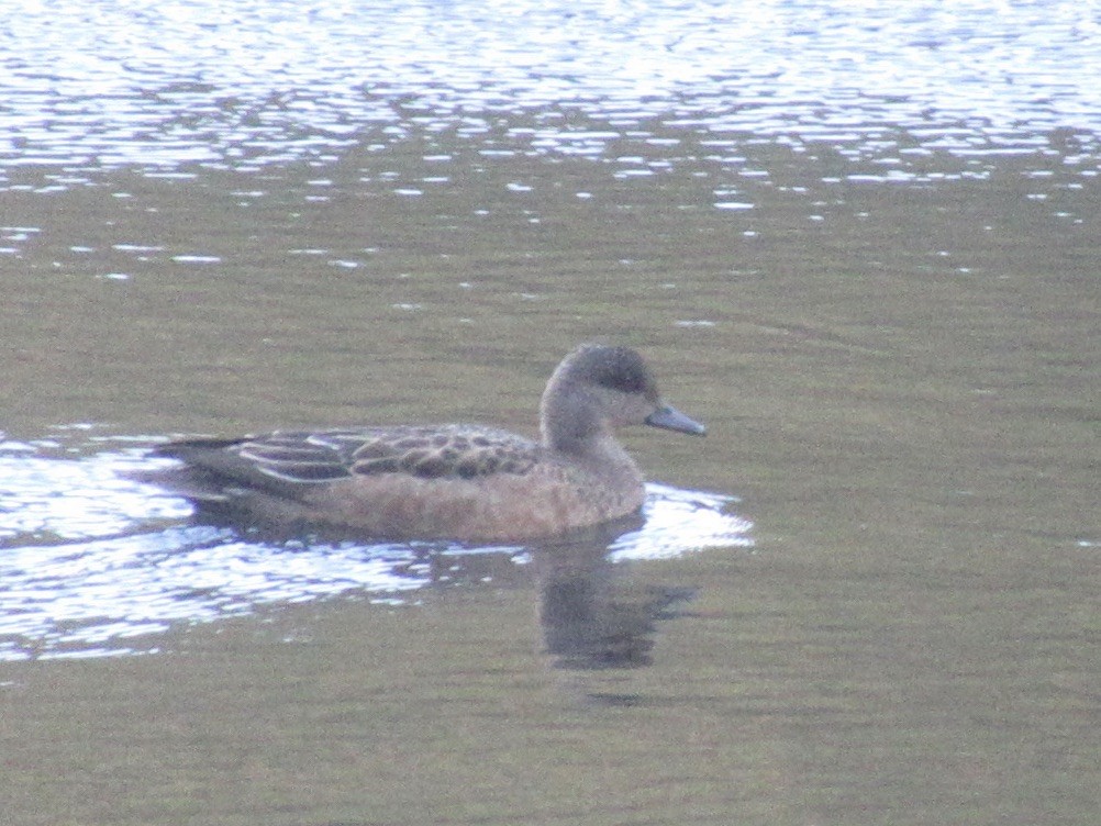 American Wigeon - ML644563788