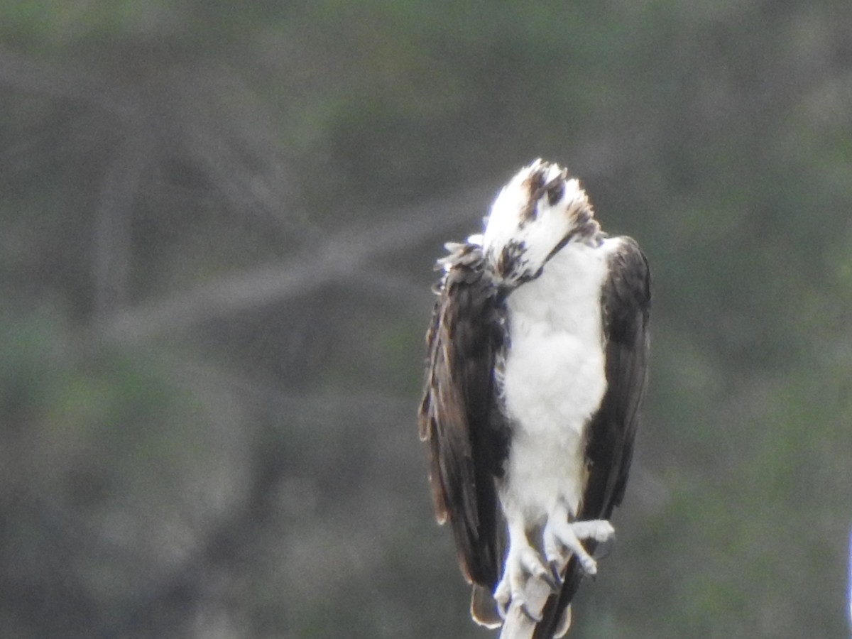 Osprey - ML644563789