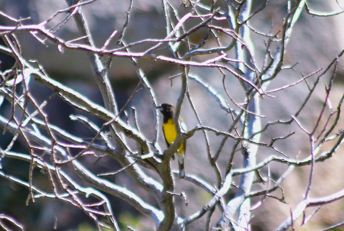 Black-backed Grosbeak - ML644563790